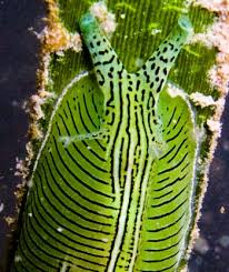 Image result for Phyllorachis