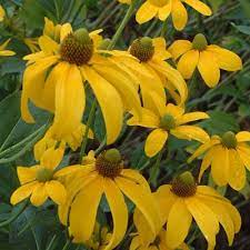 Hardy flerårige, fremragende i grænser eller naturaliserede haver. Rudbeckia Laciniata Herbstsonne Dorset Perennials