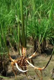 Image result for Oryza longistaminata