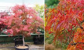 Check spelling or type a new query. Acer Palmatum Dissectum Viride Japanese Maple Viride Half Standard Garden Plants Online