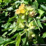 Image result for Sida urens