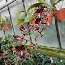 Image result for Oeceoclades saundersiana