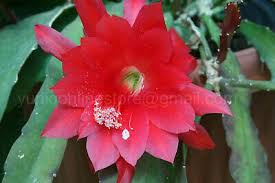Orchid cactus care will keep your plant healthy and blooming year after year. 1 Epiphyllum Ackermannii Red Cutting Orchid Cactus Succulent 7 Long Eur 9 14 Picclick Fr