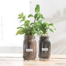 Back To The Roots Kitchen Herb Garden By Ayesha Curry Bed Bath Beyond In 2021 Mason Jar Herb Garden Herb Garden In Kitchen Mason Jar Herbs