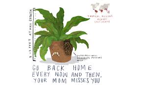 Your cactus plants will be happier if you mix in some pumice or other pebbly material to improve the mineral content and porosity of these soils. Birds Nest Fern How To Grow And Care For Asplenium Species Epic Gardening
