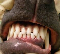 Impacted canines or i teeth are blocked, stuck, or unable to fully erupt teeth and function properly. Puppy S Teeth Change At Small Breeds Like Pomeranian Yorkshire Terrier Chihuahua