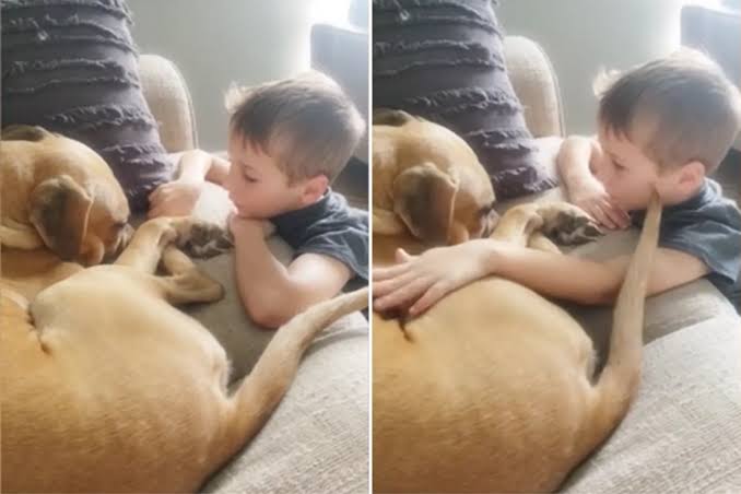 Heartwarming Moment Boy Reassures Abused Rescue Dog That He's Now Loved -  Newsweek