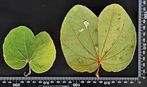 Image result for Piliostigma thonningii