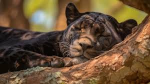 Premium Photo | Sleeping panther
