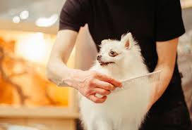 If you are qualified dog groomer with a full uk driving license, please give us a call or. Dog Cat Grooming Services Mobile Pet Grooming Near You Bark