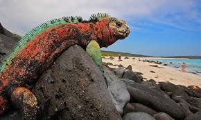 Juegos tradicionales de la costa sierra amazonía y galápagos. Islas Galapagos Miss Viajes