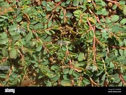 Image result for Euphorbia inaequilatera