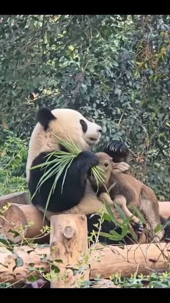A panda is drinking milk.