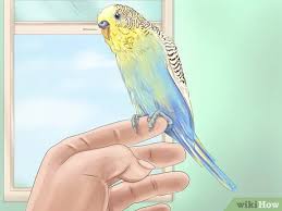 Budgies these wonderful birds are looking for their forever homes. How To Choose A Good Budgie 9 Steps With Pictures Wikihow