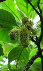 Image result for Hymenodictyon parvifolium