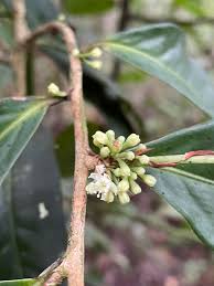 Image result for Erythroxylum emarginatum