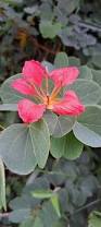 Image result for Bauhinia galpinii