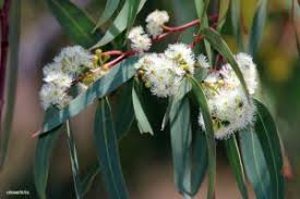 Image result for Combretum schumannii