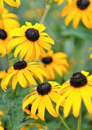 Flowers, flowers retail, shopping 50 state cir, annapolis, md 21401. Obituary For Dennis James Knickman Harry H Witzke Funeral Home Inc