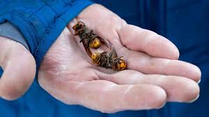Charlotte hornets starting lineup 2021 hornets starting lineup. More Than 500 Murder Hornets Collected From First Known Nest In Us Abc News