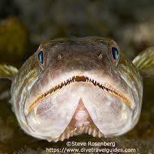 Image result for Disperis mozambicensis