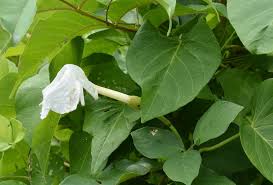 Image result for Ipomoea violacea