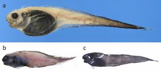 Image result for Liparis odontochilos