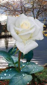 Per te caro xché ti voglio un mondo di bene | Schöne blumen, Blumen rosen,  Schöne rose
