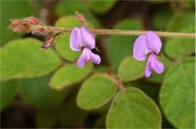 Image result for Pycnospora