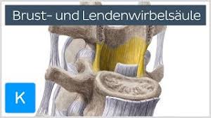 Brust Und Lendenwirbelsaule Knochen Anatomie Des Menschen Kenhub Youtube
