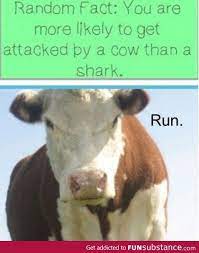 Watch Out For A Cow Funsubstance Funny Pictures Funny Funny Memes