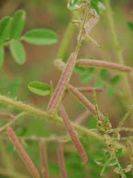 Image result for Indigofera colutea