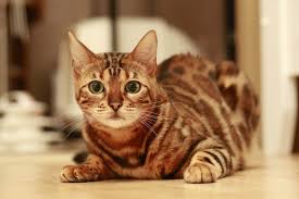 Bengal Kedi Cinsi Ozellikleri Ve Bakimi Miyavliyo