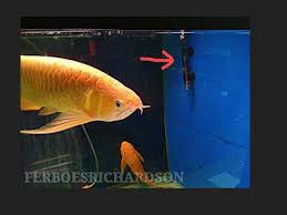 Bukan apa maklumat perniagaan yang ingin aku kongsikan kali ini adalah tentang perniagaan ikan. Apa Itu Heater Fingsi Dan Panduan Dasar Mengguakannya Untuk Aquarium