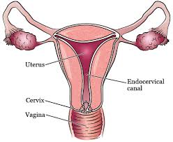Image result for Colposcopy