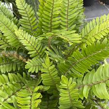 Image result for Pellaea