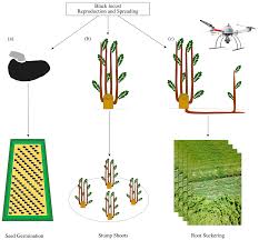 Printable animal cell diagram to help you learn the organelles in an animal cell in preparation for your test or quiz. Forests Free Full Text Robinia Pseudoacacia L In Short Rotation Coppice Seed And Stump Shoot Reproduction As Well As Uas Based Spreading Analysis Html