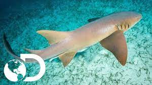 Tiburón, tiburón tiburón, tiburón tiburón a la vista bañista. Tiburon Nodriza Shark Week Discovery Latinoamerica Youtube