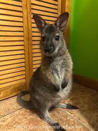 Get the perfect number of exotic pets in the space. Pin On Lottery Purchases