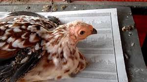 Download guinea fowls images and photos. Can Guinea Fowl And Chickens Crossbreed