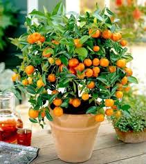 That are well suited to almost any sized garden. 7 Popular Dwarf Or Miniature Fruit Trees For A Limited Space The Self Sufficient Living
