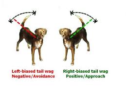 What A Dog S Tail Wags Really Mean Some New Scientific Data Dog Body Language Dogs Your Dog