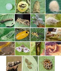 We did not find results for: Insect Pests Of Vegetables Springerlink