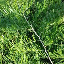 Image result for Asparagus falcatus