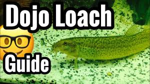 Golden Dojo Loach (Misgurnus Anguillicaudatus) – The Consolidated Fish  Farms Inc.