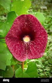 Image result for Aristolochiaceae