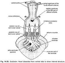 Check spelling or type a new query. Blood Vascular System Of Dogfish Scoliodon With Diagram Zoology