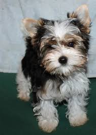 biewer terrier cute dogs biewer yorkie yorkie