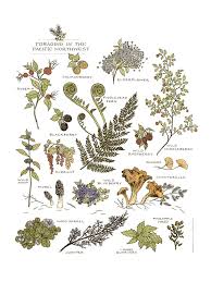 Image Of Northwest Foraging Print Garden Tattoos Botanical Art Art