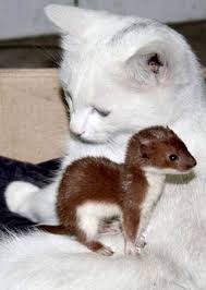 Cat Adopts Orphan Weasel Unlikely Animal Friends Animals Friendship Animals Beautiful
